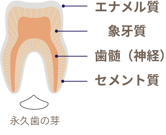 岩手県盛岡市の歯医者・インプラント歯科「高橋衛歯科医院」|乳歯の構造イメージ