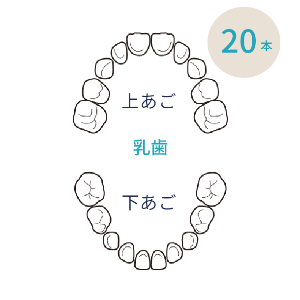 岩手県盛岡市の歯医者・インプラント歯科「高橋衛歯科医院」|上顎・下顎の乳歯のイメージ