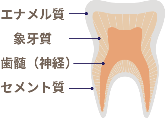 岩手県盛岡市の歯医者・インプラント歯科「高橋衛歯科医院」|永久歯の構造イメージ