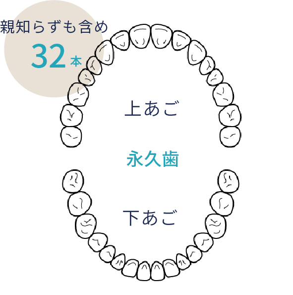 岩手県盛岡市の歯医者・インプラント歯科「高橋衛歯科医院」|上顎・下顎の永久歯のイメージ